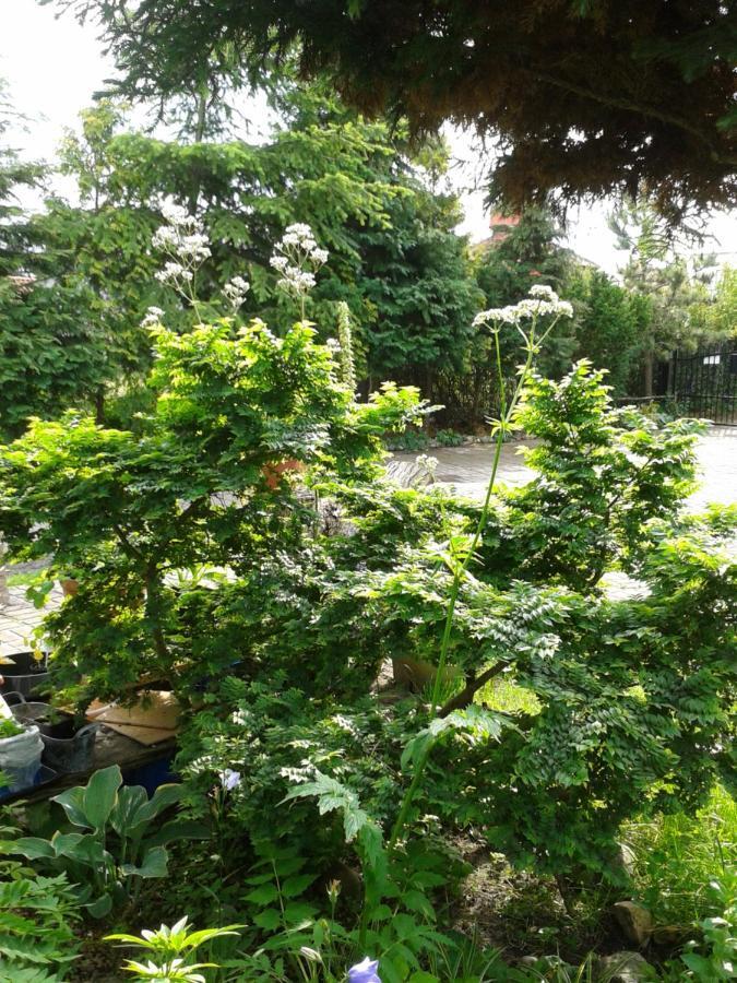 מידזיזדרויה Villa Jaskolka מראה חיצוני תמונה